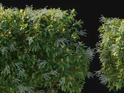 Pieris Floribunda bush 04 3D model