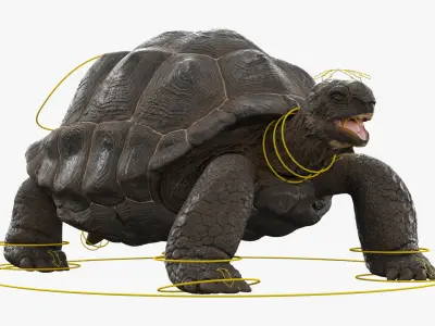  Turtle Chelonoidis Niger Walking Animated Rigged for Cinema 4D 