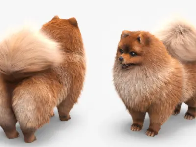  Pomeranian Spitz Dog Orange Fur for Cinema 4D 