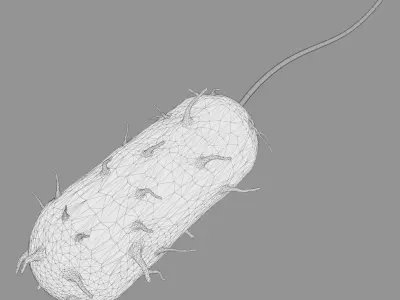 Bacteria bacterium 3D model