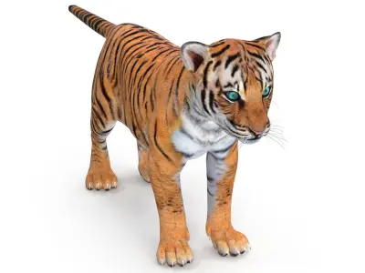  Tiger Cub Rigged for Cinema 4D 