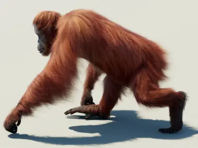  Orangutan Animated Fur 