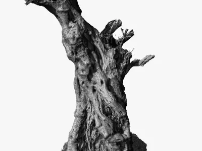 Giant Ancient Olive Tree 6  3DScan 3x16k 1x16k Textures Low-poly 3D model