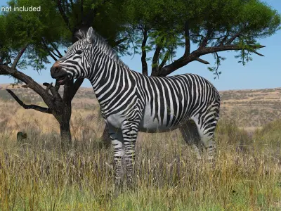  African Zebra Fur for Cinema 4D 