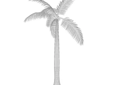 Royal Palm 3D model