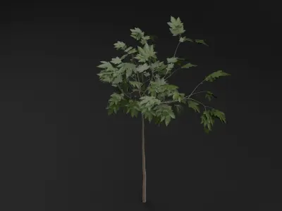 Sapling Tree Low-poly 3D model