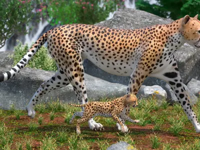 Cheetah with Cub Walking 