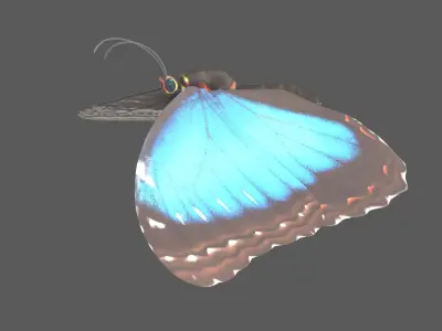  Blue Morpho Butterfly Animated 