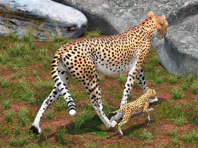  Cheetah with Cub Walking 