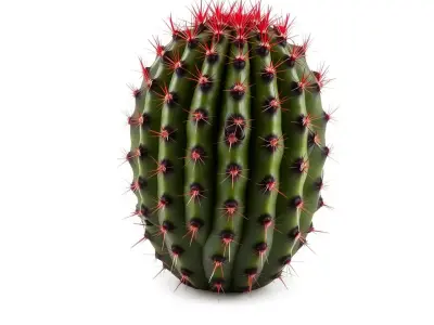 Prickly Cactus Plant model pack Low-poly 3D model