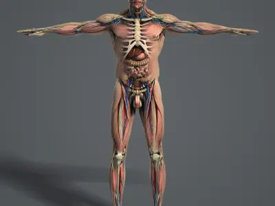  BLENDER Rigged Male and Female Anatomy V07 