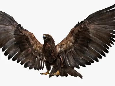  Golden Eagle Fur Animated Rigged 