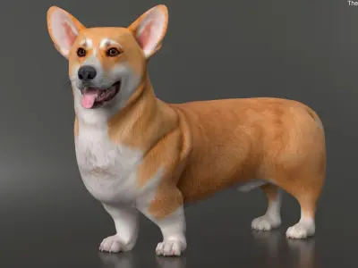  Dog Welsh Corgi Pembroke Rigged 
