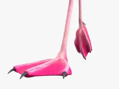  White Flamingo Bird in Walking Pose 