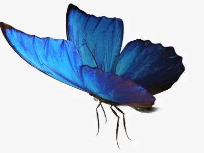  Blue Morpho Butterfly 
