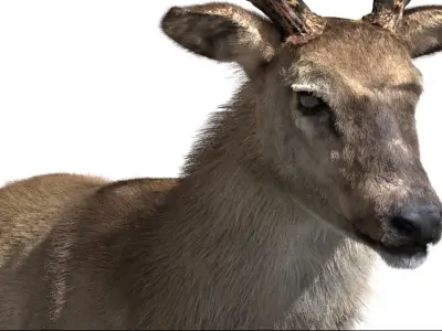  DeerFurAnimatedRigged 3D 
