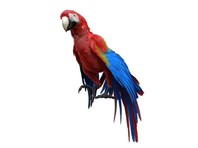  Scarlet Macaw Parrot Fur Animated Rigged 