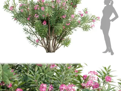 60 Bush models collection vol 10 3D Model 3D Model Pack