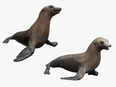  California Sea Lion Animated Rigged for Maya Collection 