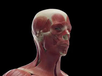  Human Male Skeleton and Muscles Static 