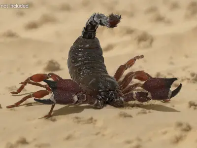  Realistic Scorpion Strikes Fur Animated Rigged 
