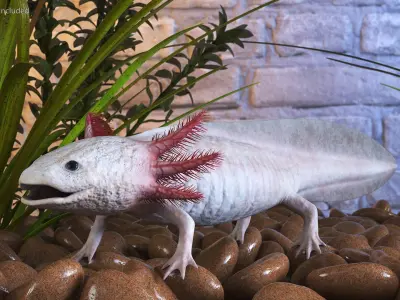  Exotic Rigged Pets Collection for Cinema 4D 