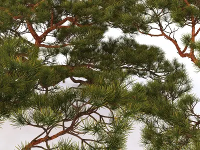 Tree 1 3D model
