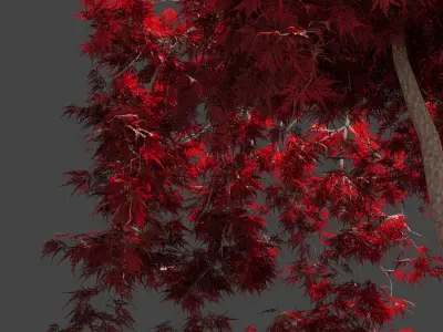 Japanese Maple Dissectum on stamm - Acer Japonicum Dissectum 3D model