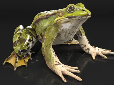  Complete Frog Body Anatomy 