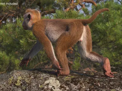  Wild Rhesus Monkey Light Brown Fur Rigged 