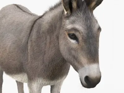  Domestic Donkey with Livestock Care Equipment Collection 