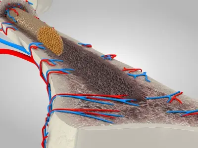 Bone Anatomy Low-poly 3D model