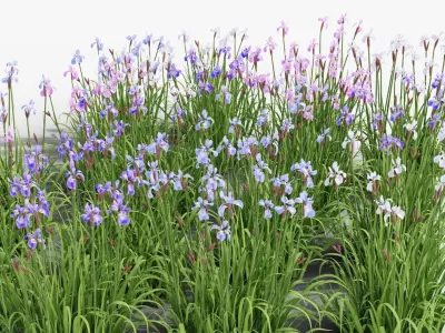 Iris sibirica 3D model