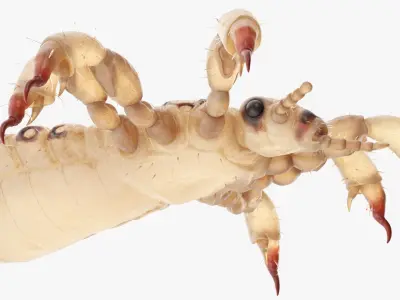  Parasites Collection 