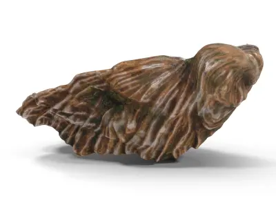  Colored Oyster Shell with Pearls 