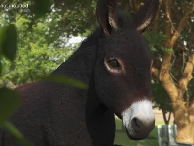  Village Load Donkey Dark Brown Fur Rigged for Maya 
