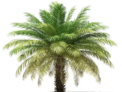 Date Palm Tree 3D Model 4m 3D model