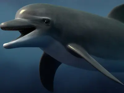  Dolphin Bottlenose Rigged 