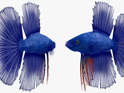  Blue Crowntail Betta Fish Swimming Animated Rigged for Cinema 4D 