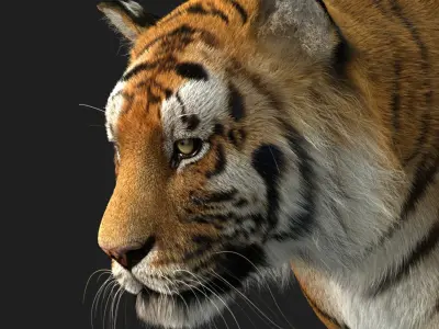  Tiger (4) (Animated) (Fur) 