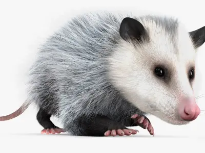  Opossum Walk and Dead Fur Animated Rigged for Cinema 4D 