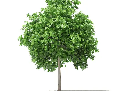 Pomelo Tree 3D model