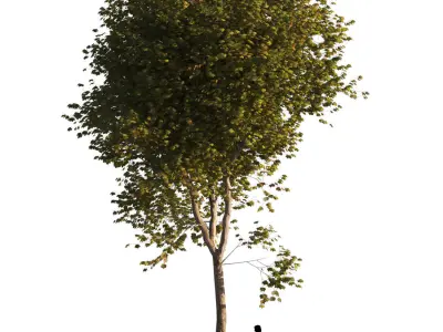 Platanus x hispanica L size    5 different models 3D Model Pack