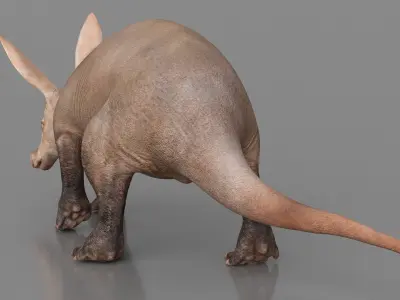  Orycteropus Afer Walking Animated Rigged for Maya 
