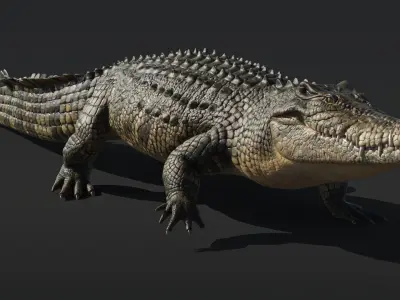  Saltwater Crocodile Animated 