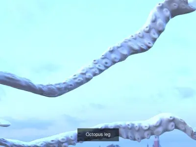 Giant squid collection 3D Model Pack