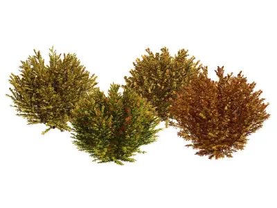 Fire Chief Arborvitae 3D Model Low-poly 3D model