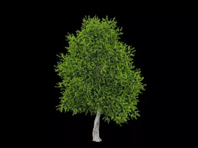 Realistic Tree Low-poly 3D model