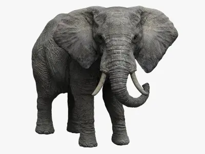  Animal Collection 3D 