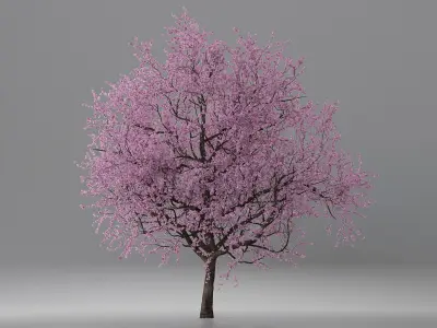  Flowering Cherry Tree 